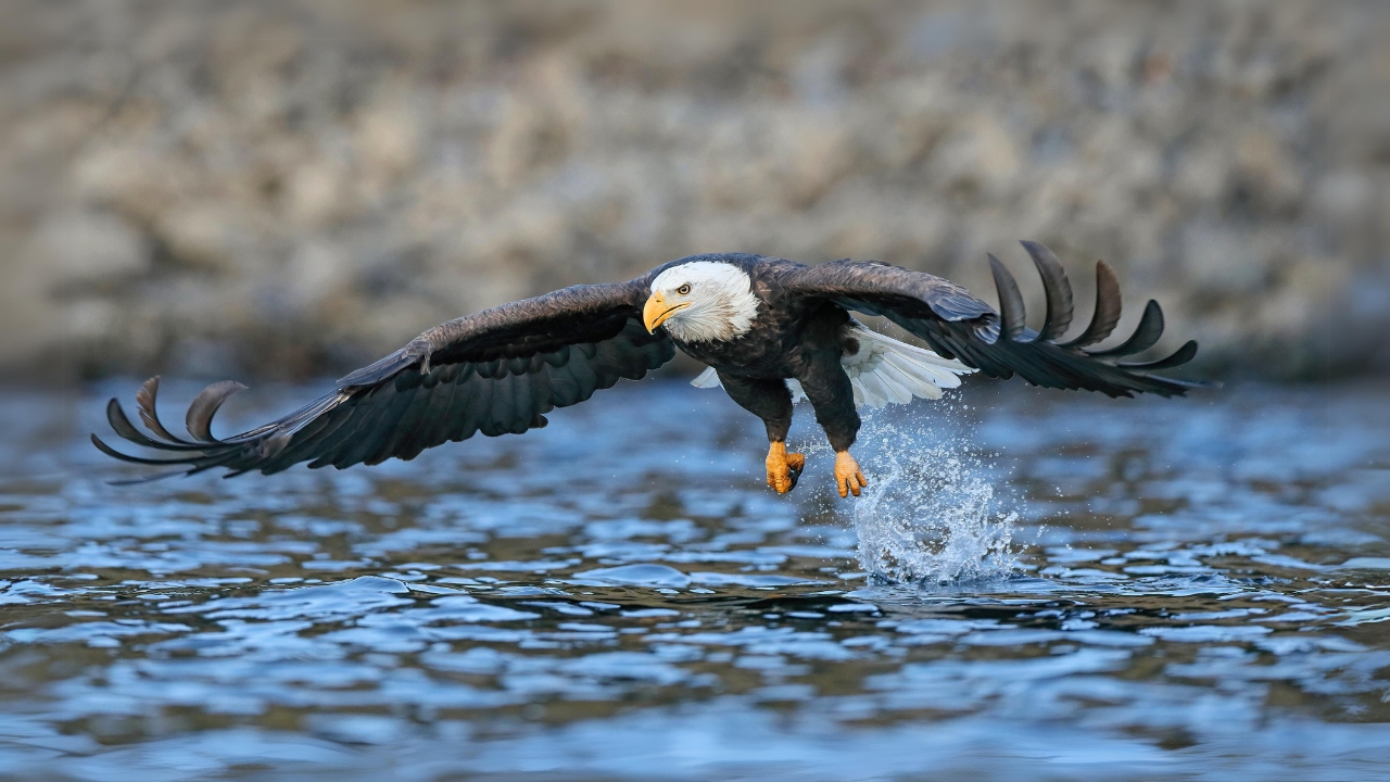 10 Wonderful Things Preface to the White-tailed Eagle of prey