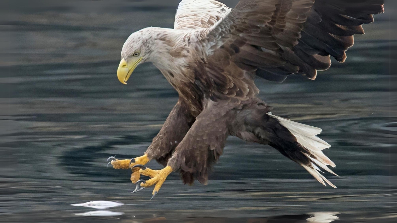 10 Wonderful Things Preface to the White-tailed Eagle of prey