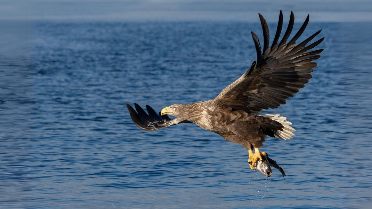 10 Wonderful Things Preface to the White-tailed Eagle of prey