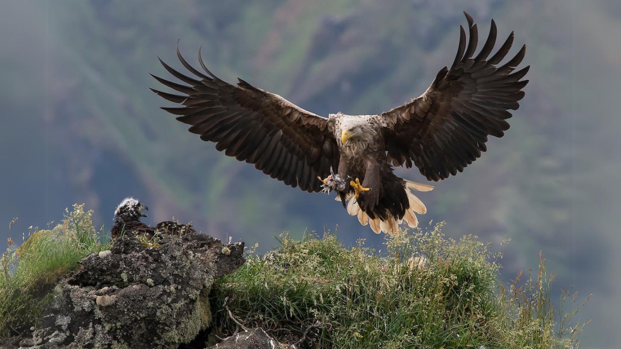 10 Wonderful Things Preface to the White-tailed Eagle of prey