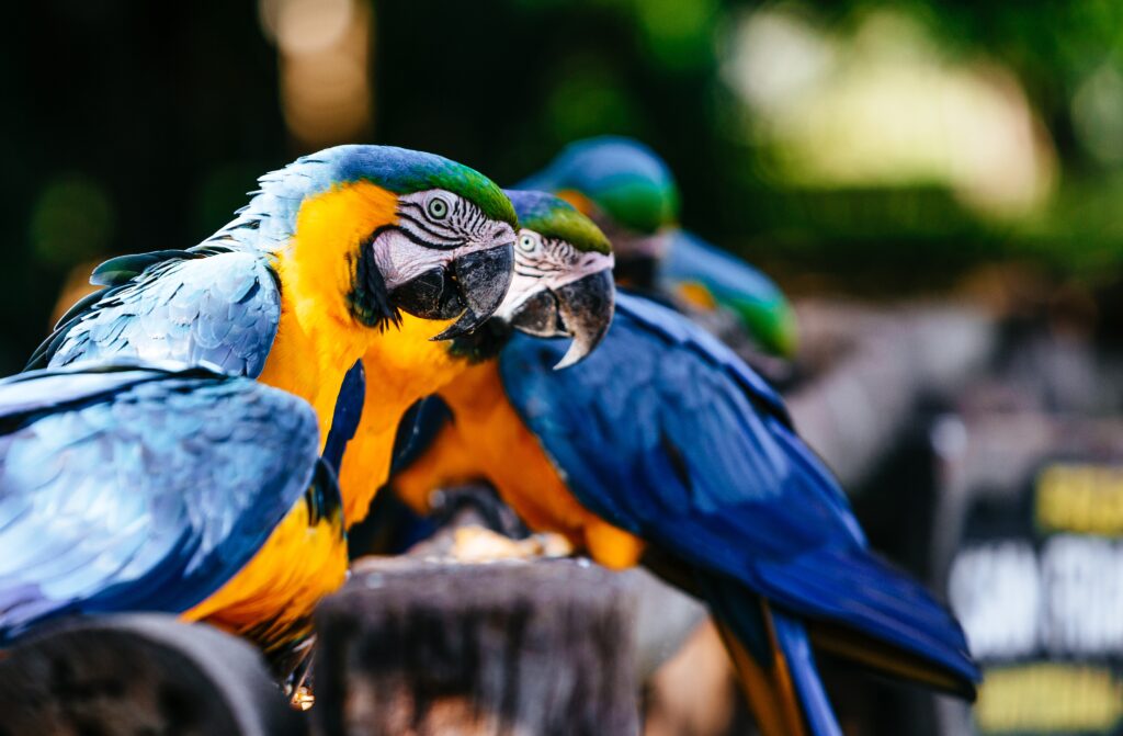 A closeup of Macaws under the sunlight with greenery on the blurry background