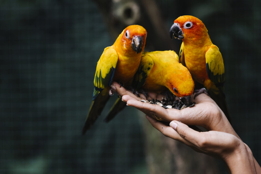 Parrots Holding in Hand