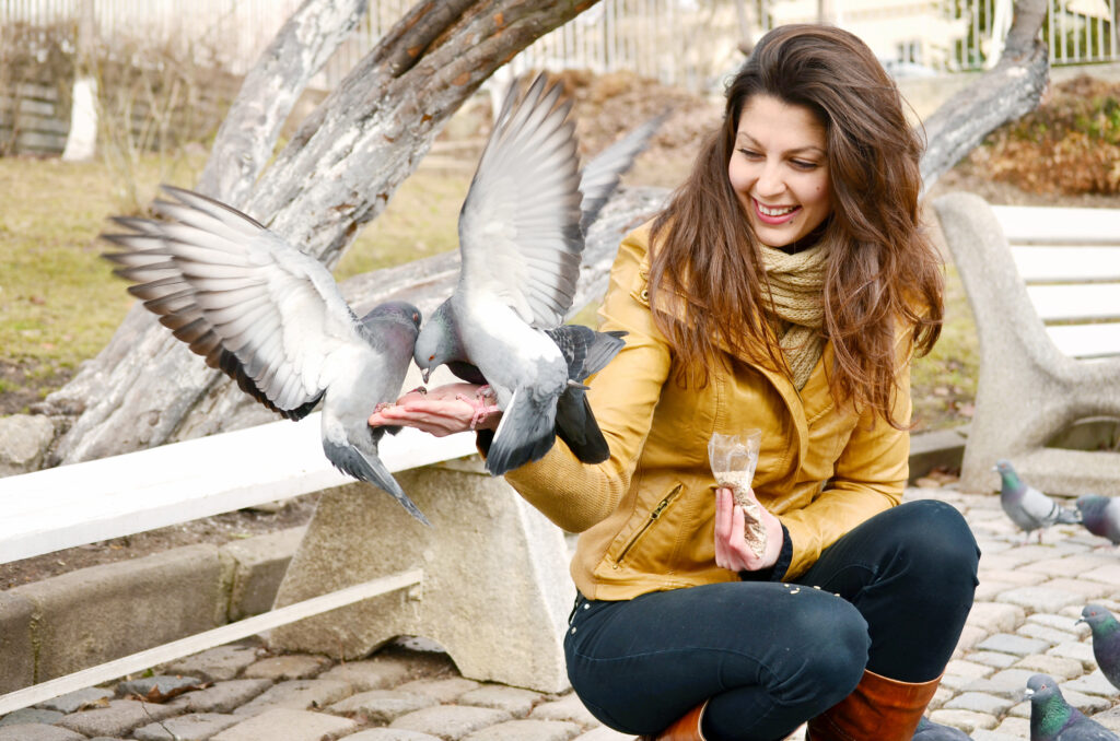 Pigeons in the Metropolitan Environment