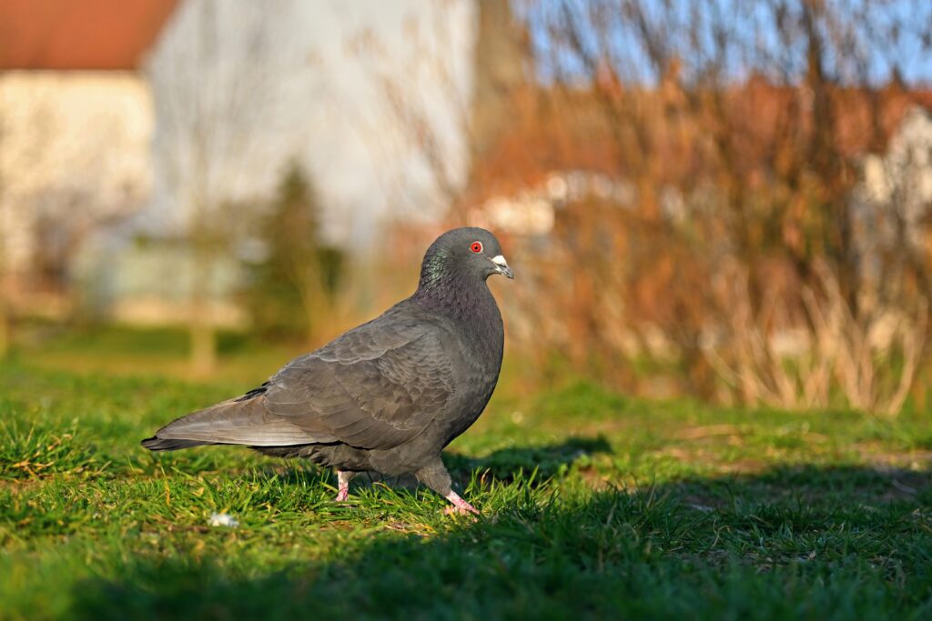 Pigeon. Beautiful shot of bird in nature at sunset.