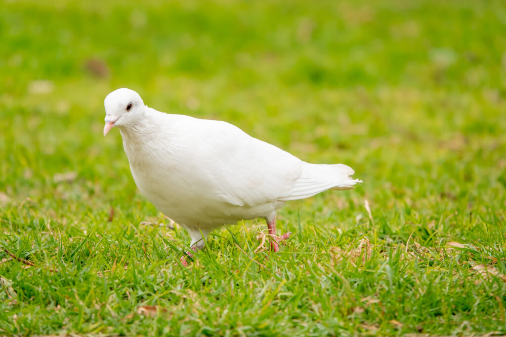 A portrait of an adorable white pigeon in the green field